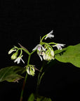 Oeceoclades uganda Rare collector orchid blooming size