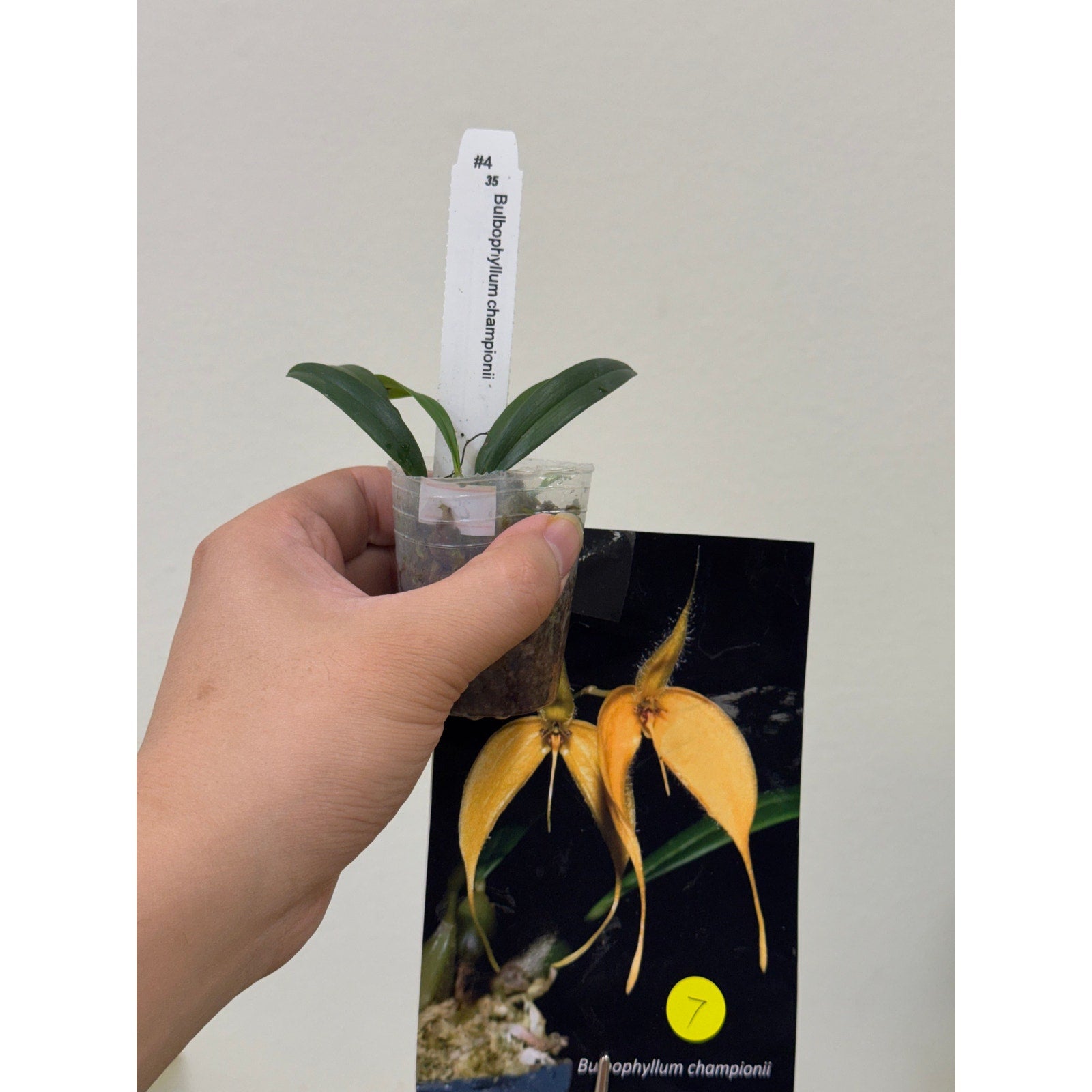 Bulbophyllum championii Rare collector orchid blooming size