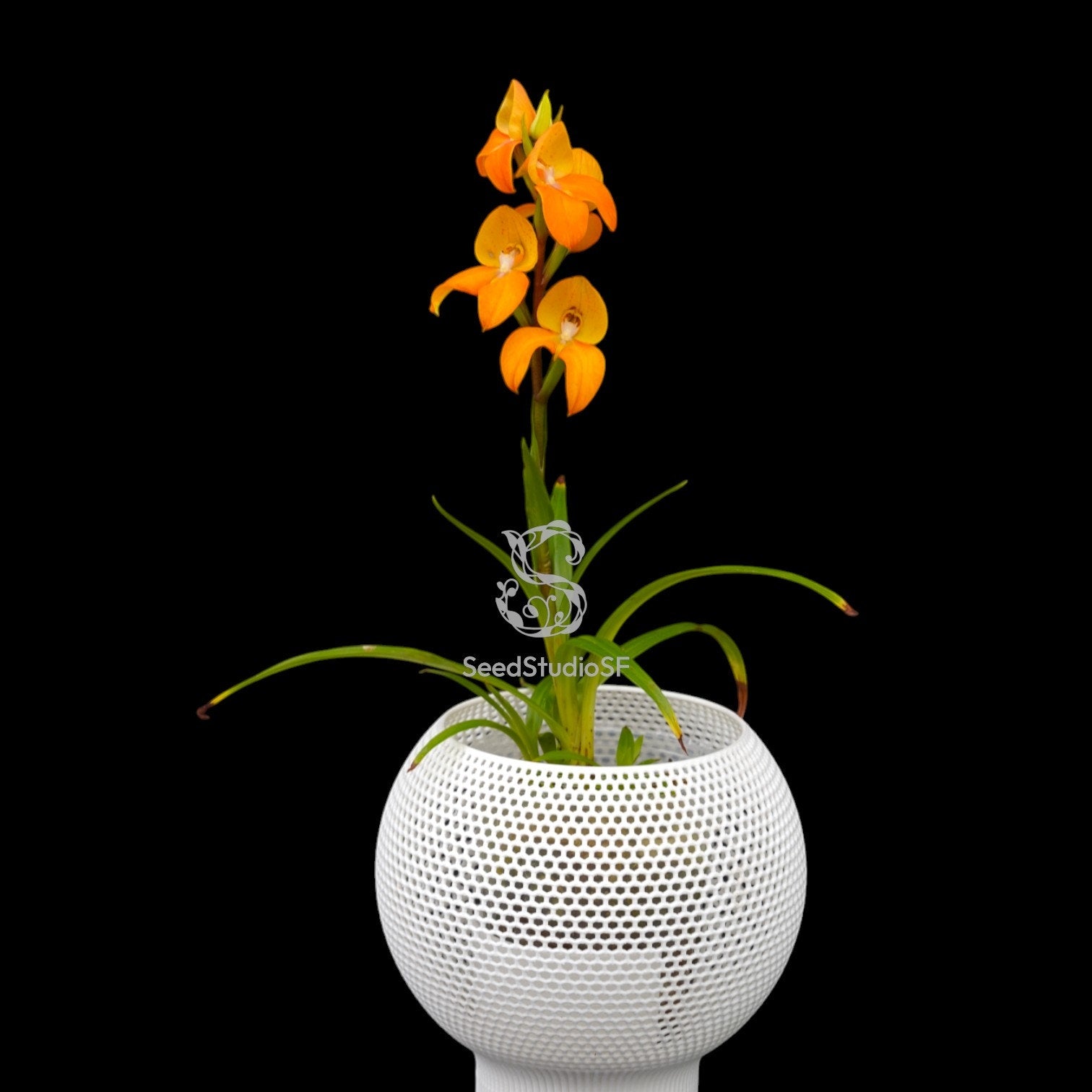 Disa Auratkew RARE Collector Orchid