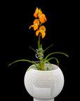 Disa Auratkew RARE Collector Orchid