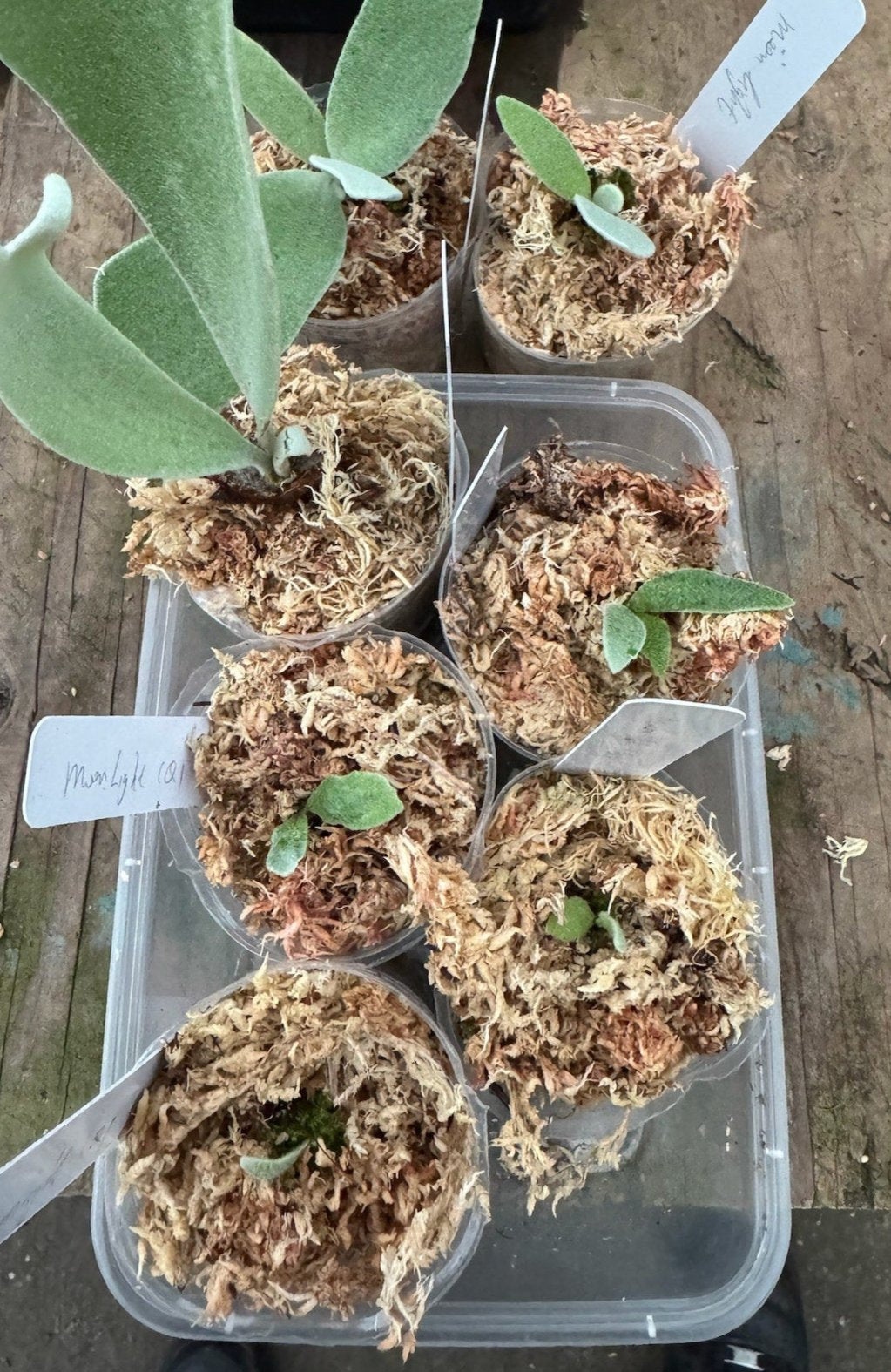 Platycerium willinckii 