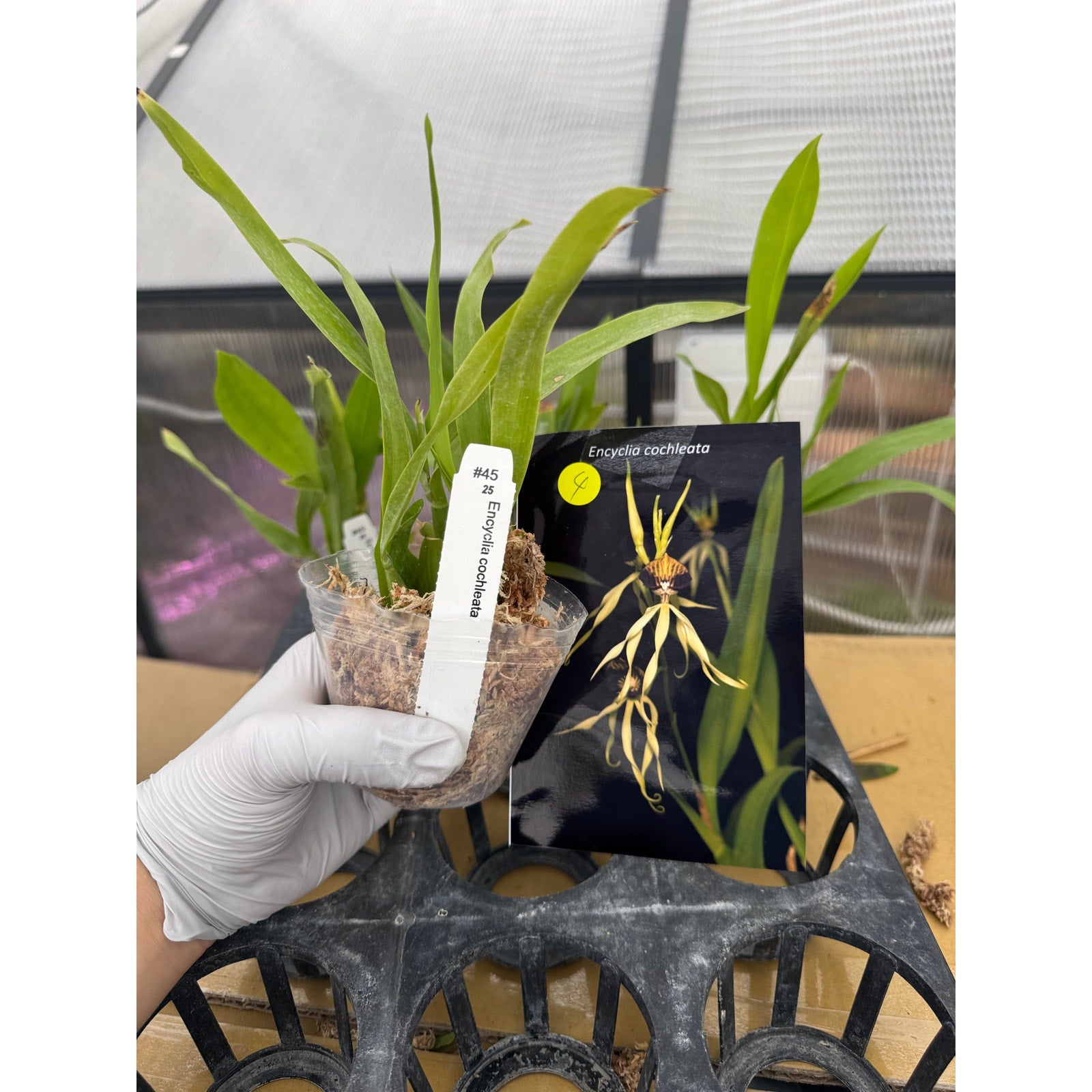 Encyclia cochleata RARE Collector orchid  NBS