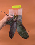 Phalaenopsis schilleriana in Spike — Includes Hanging Pot | Value Pack Rare collector orchid blooming size