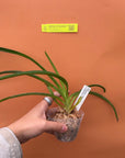 Vanda lamellata f. alba x V. sanderiana f. alba Orchid - Blooming Size
