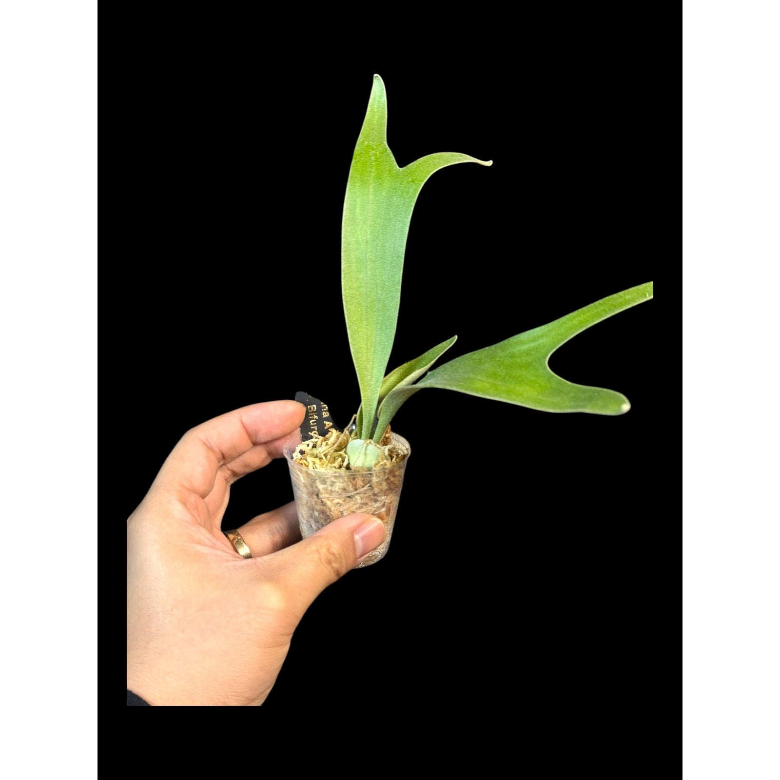 【大株】P.Banna #A ビカクシダ platycerium Platycerium 