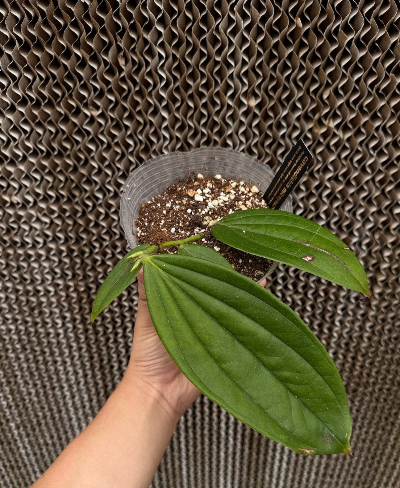 Cavendishia micayensis RARE tropical blueberry SEED STUDIO®