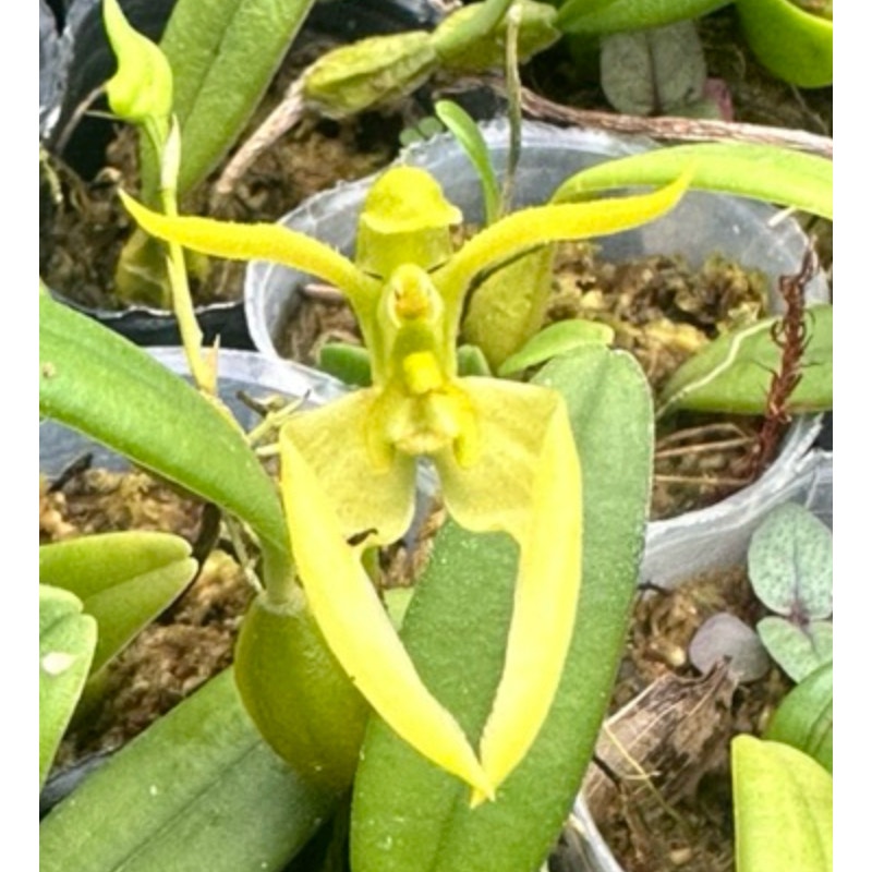 bulbophyllum lasiochilum flavum Rare collector orchid blooming size