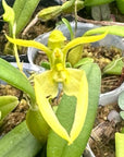 bulbophyllum lasiochilum flavum Rare collector orchid blooming size