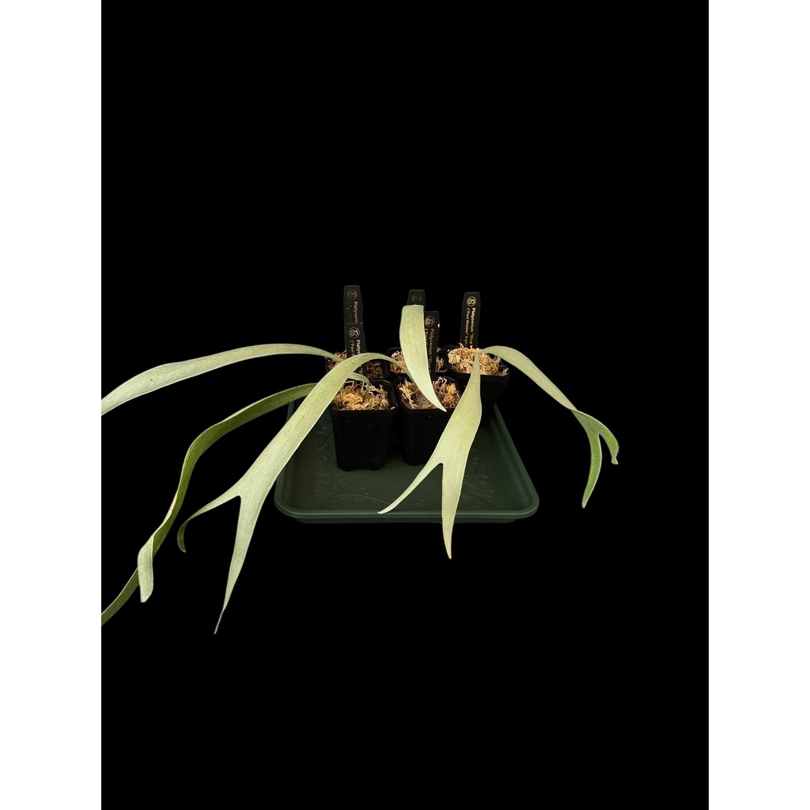 Platycerium “Blue Vista” (OG) RARE tropical plants SEED STUDIO®