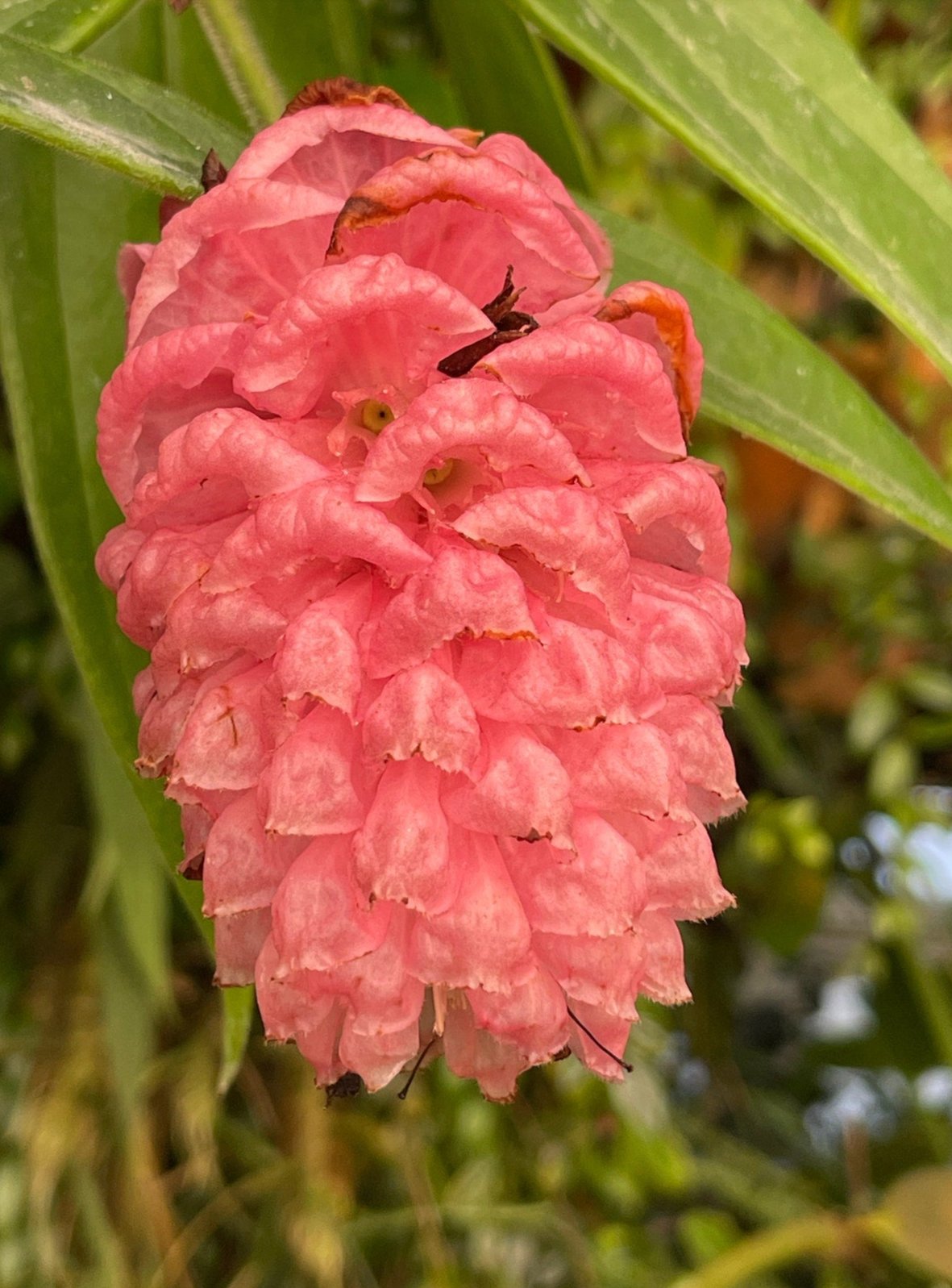 Cavendishia micayensis RARE tropical blueberry SEED STUDIO®