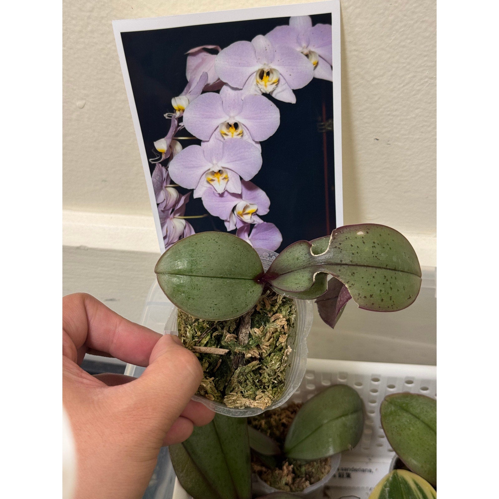 Phalaenopsis sanderiana silver leaves Rare collector orchid blooming size