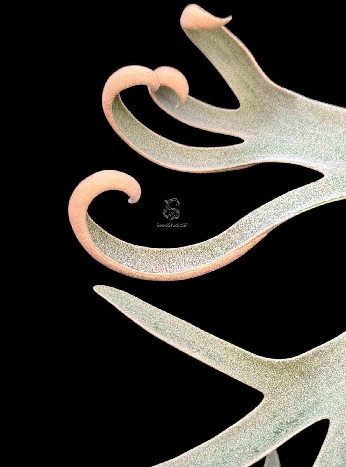 Platycerium willinckii "Anapat