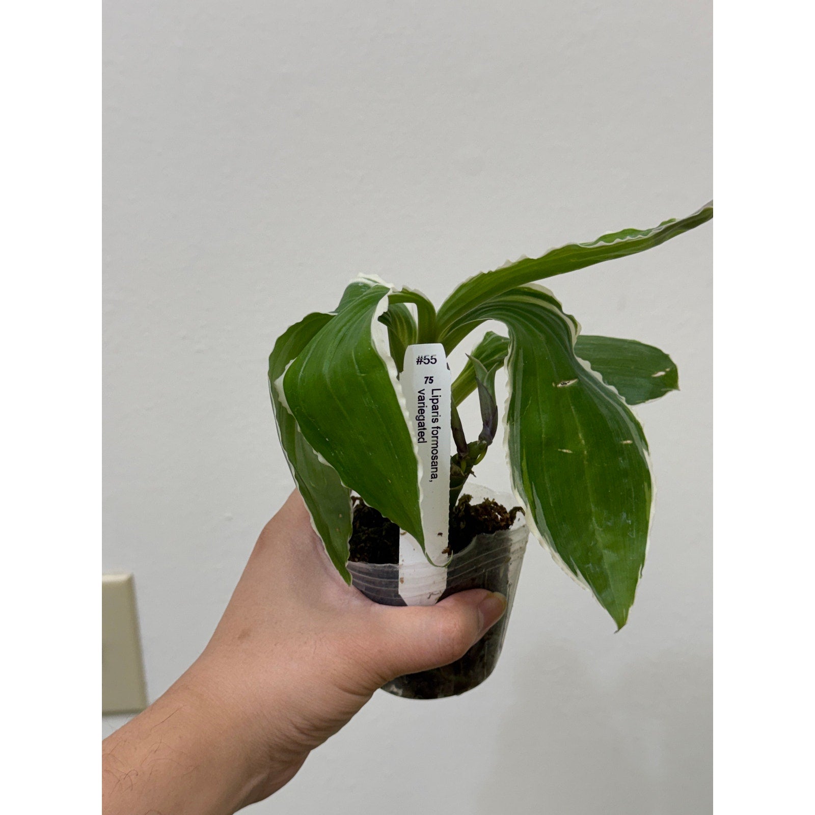 Liparis formosana variegata Rare collector orchid blooming size