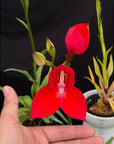 Disa uniflora seedling fragrant Rare collector orchid