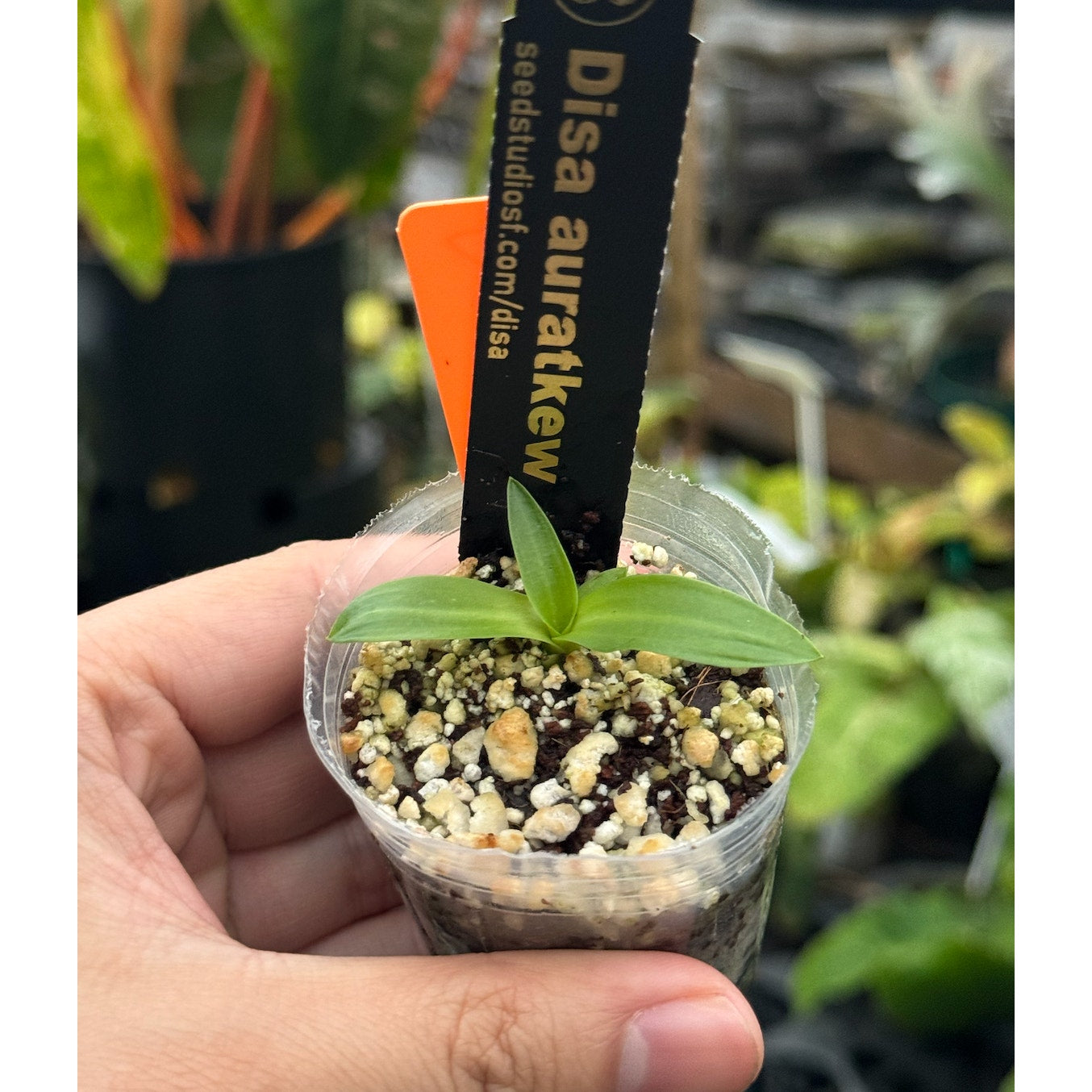 Disa Auratkew RARE Collector Orchid