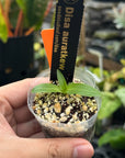 Disa Auratkew RARE Collector Orchid