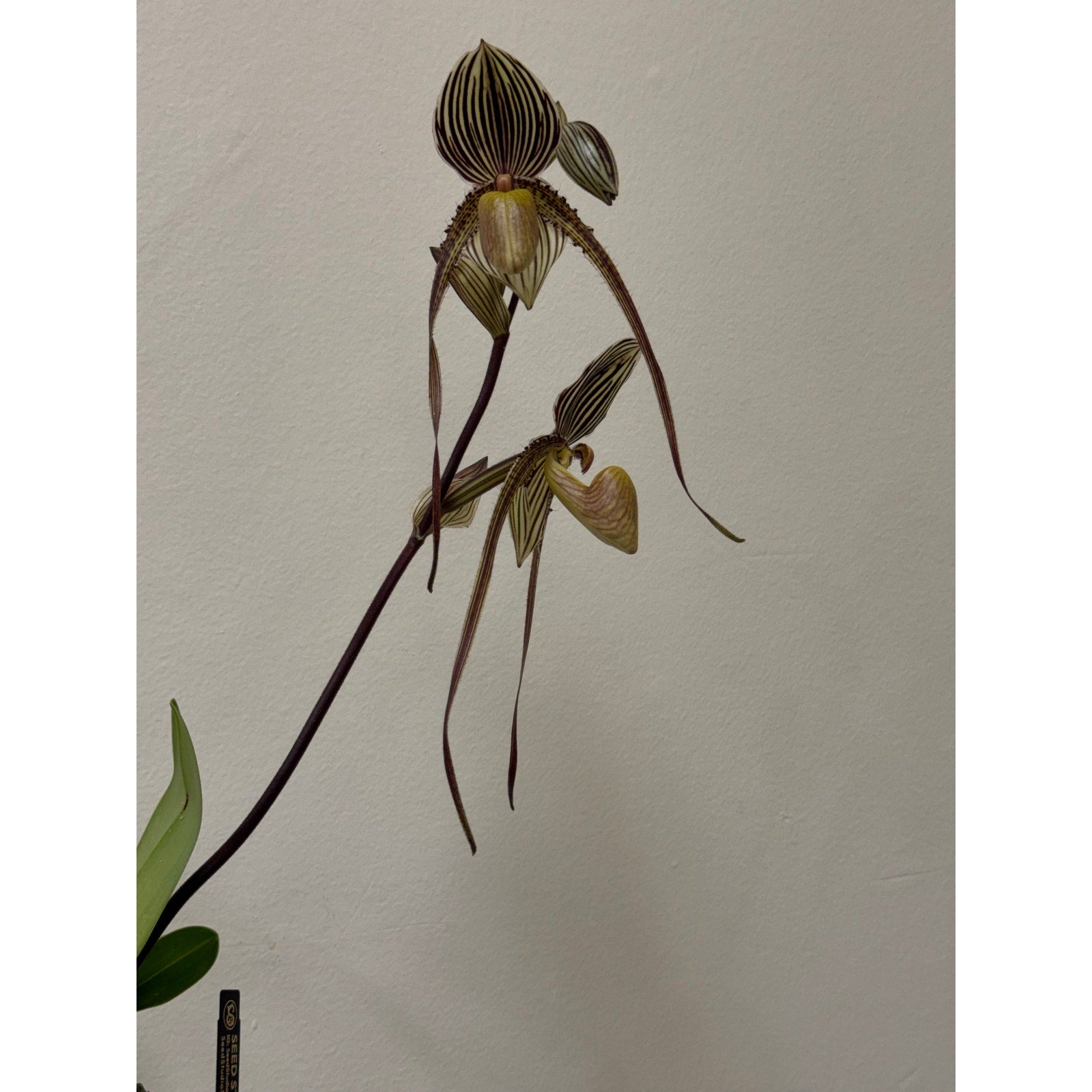 Paphiopedilum Saint Swithin Rare collector orchid blooming size