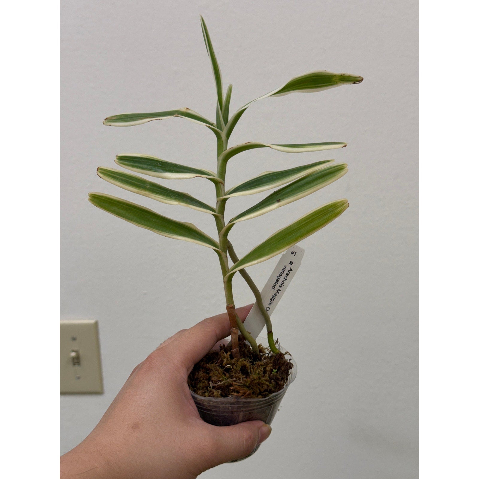 Arachnis maggie oei variegated Rare collector orchid blooming size