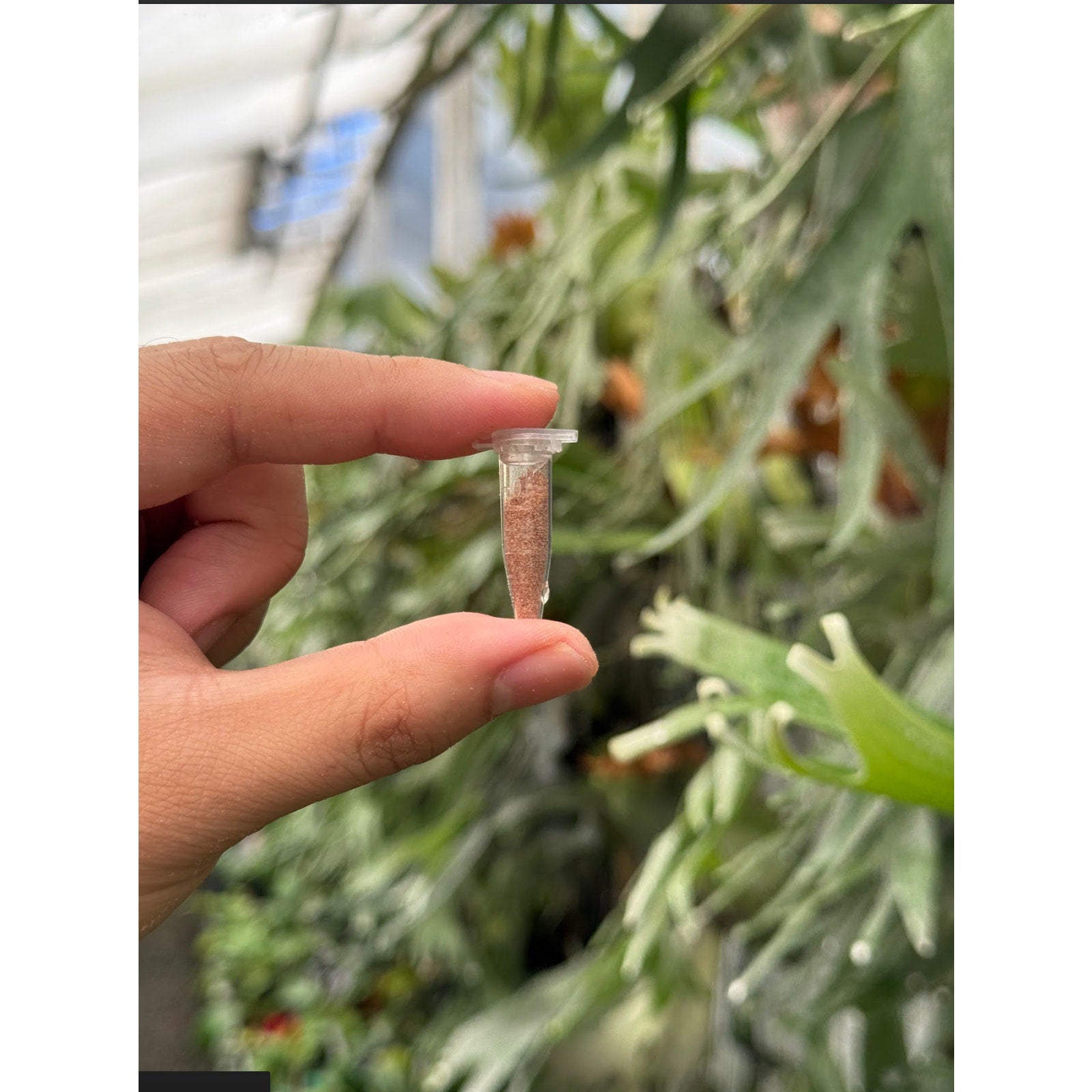 Platycerium ridleyi "Cloud" spores SPORE RARE tropical plants SEED STUDIO®