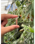 Platycerium ridleyi "Cloud" spores SPORE RARE tropical plants SEED STUDIO®