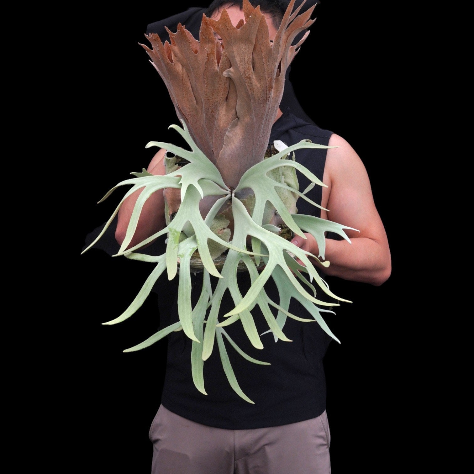 Pearl Queen Platycerium Spore1602メーカー公式通販 pearl queen（oc