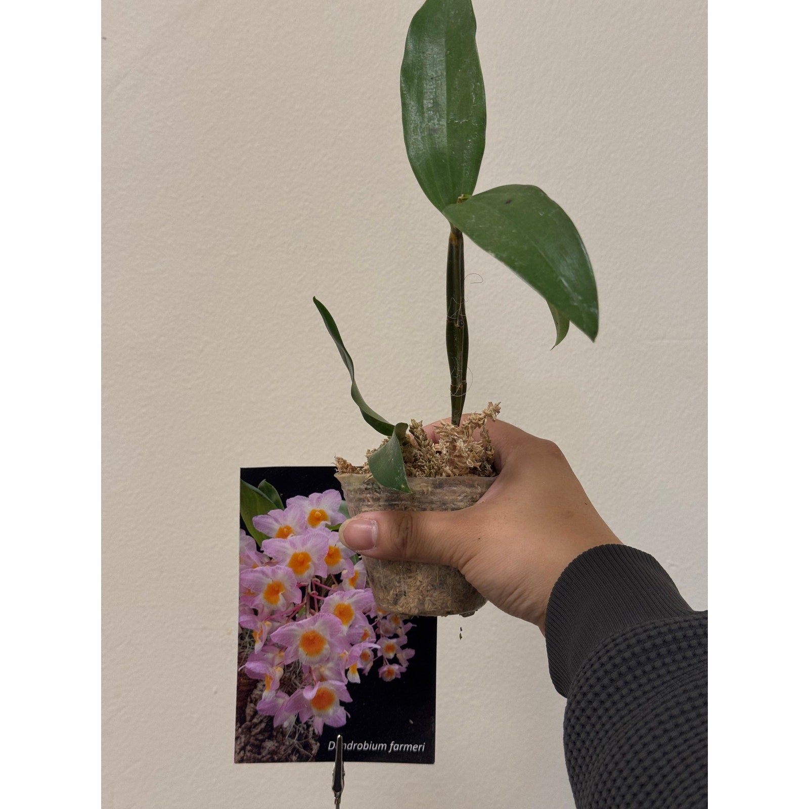 Dendrobium farmeri Rare collector orchid blooming size