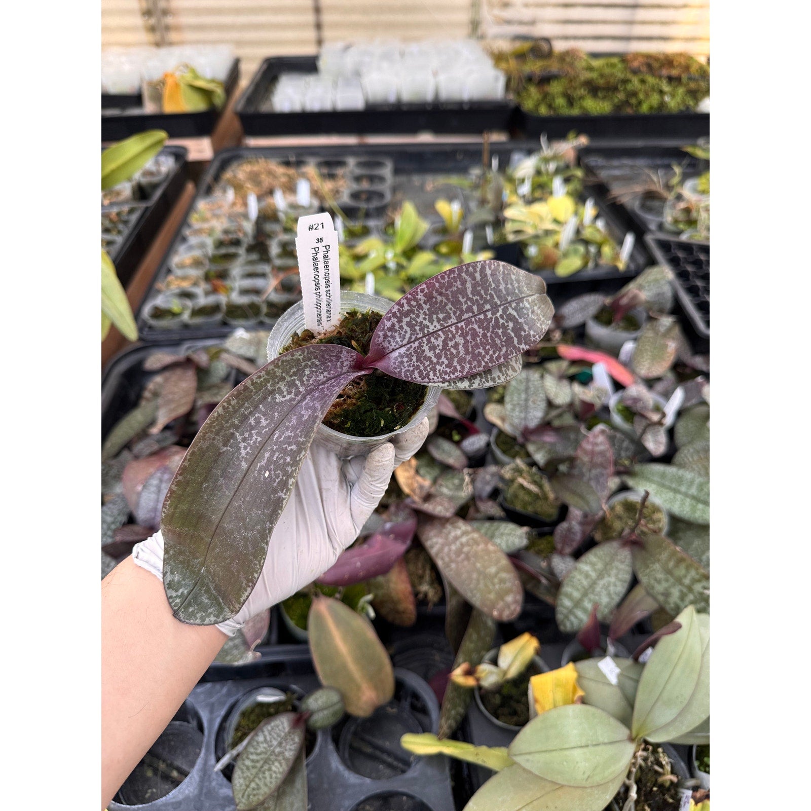 Phal schilleriana x philippinensis Rare collector orchid blooming