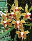 Paraphalaenopsis denevei Orchid - Blooming Size