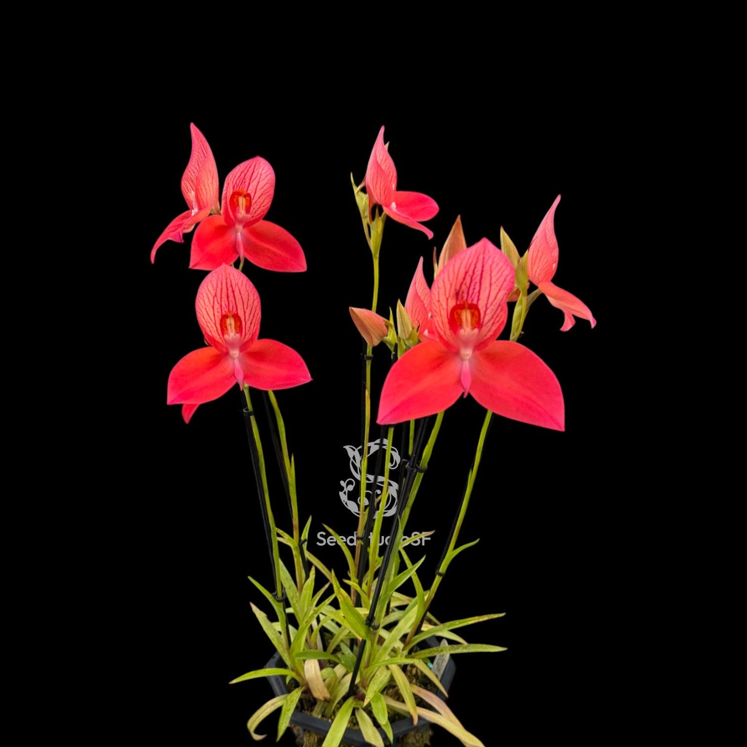 Disa uniflora "Hyun Sook" AM/AOS RARE collector orchid