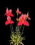 Disa uniflora "Hyun Sook" AM/AOS RARE collector orchid