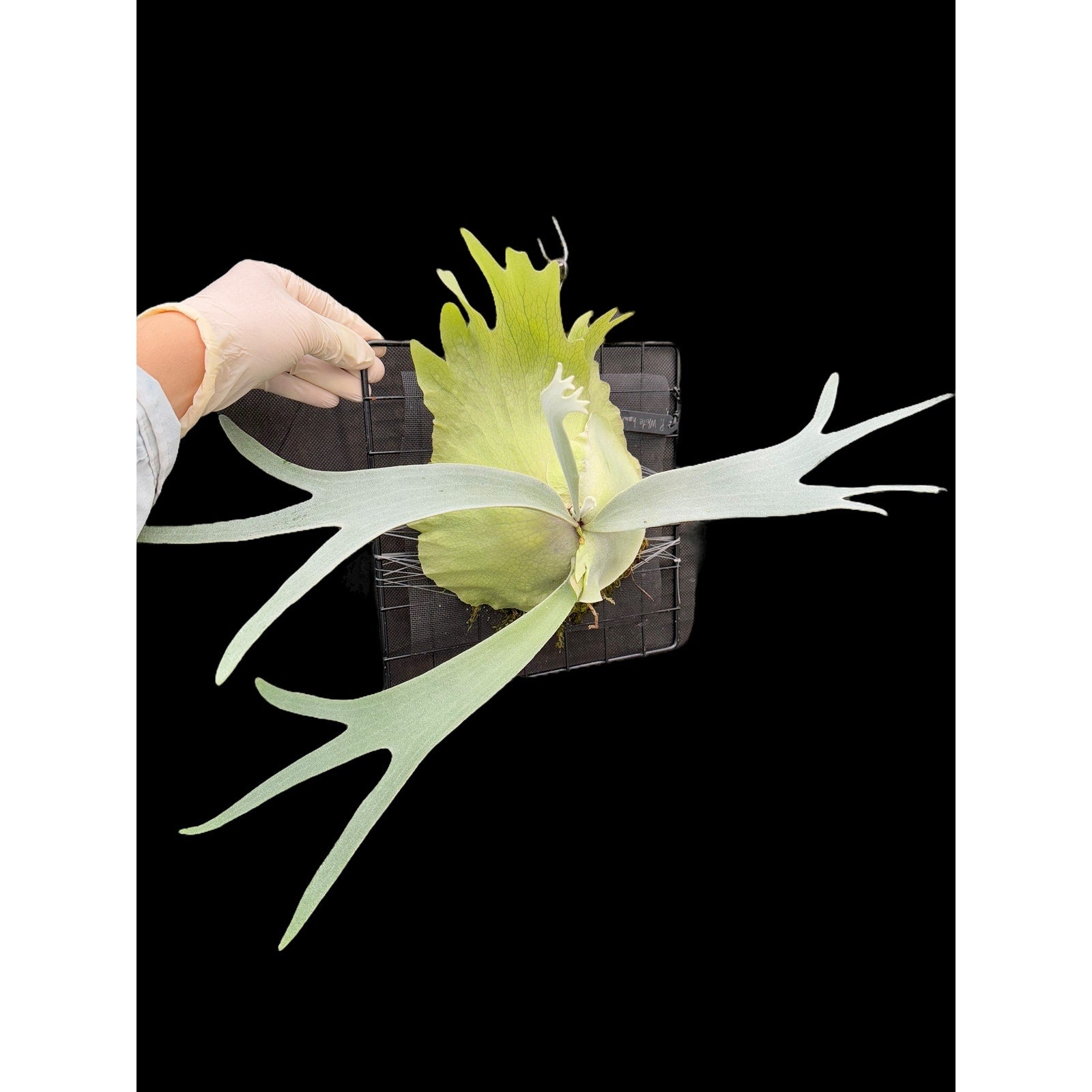 Platycerium “White Hawk” (OG) Mature Size SEED STUDIO®