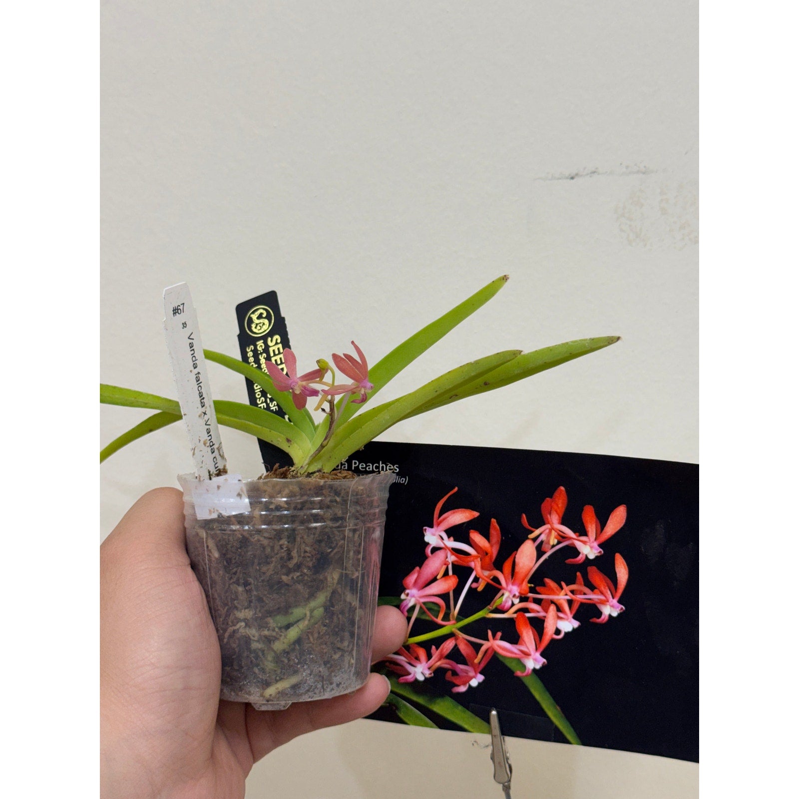 Vanda Peaches (V.falcata x V.curvifolia) Rare collector orchid blooming size