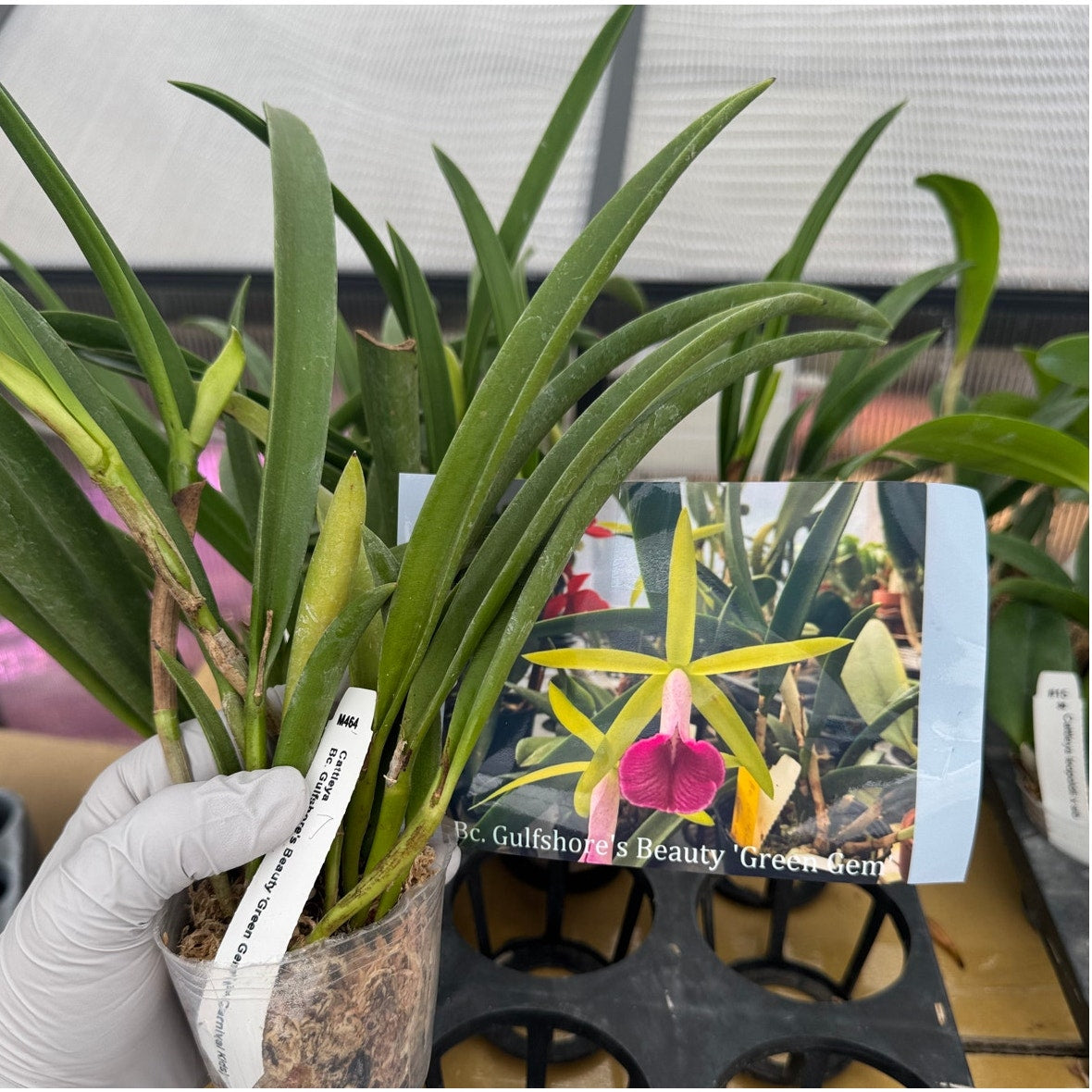 Brassocattleya Gulfshore’s Beauty ‘Green Gem’ orchid blooming size (in spike)