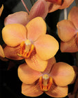Vandaenopsis Irene Dobkin Rare collector orchid blooming size