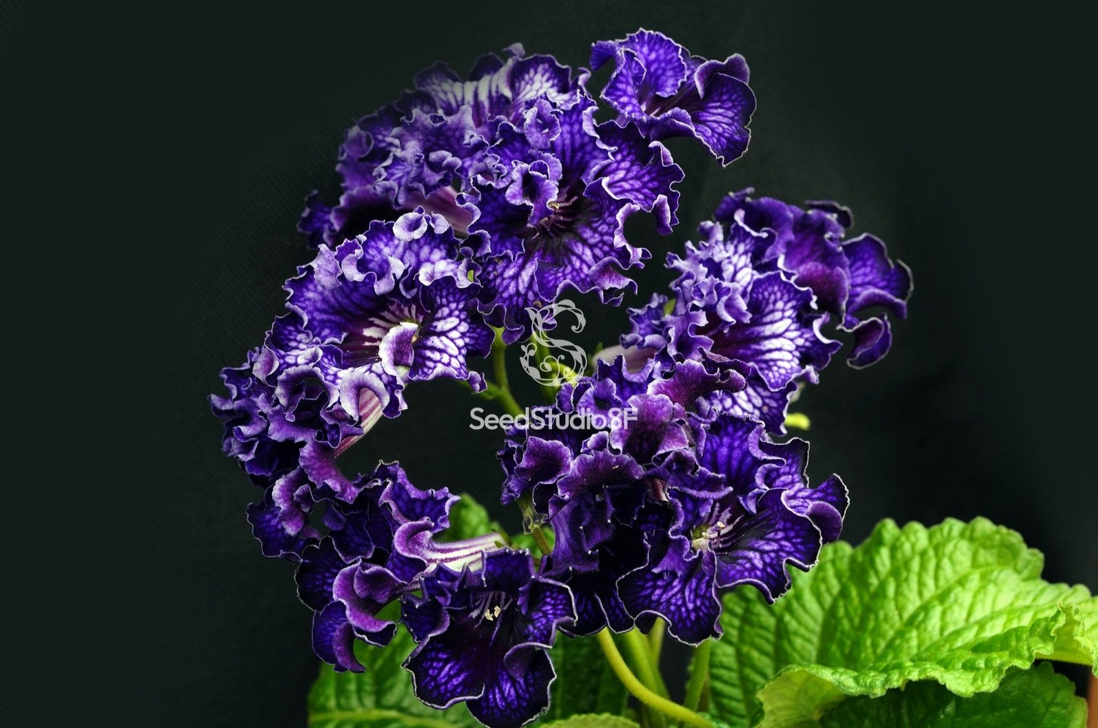 Streptocarpus [Gravity] | Year-Round Blooms