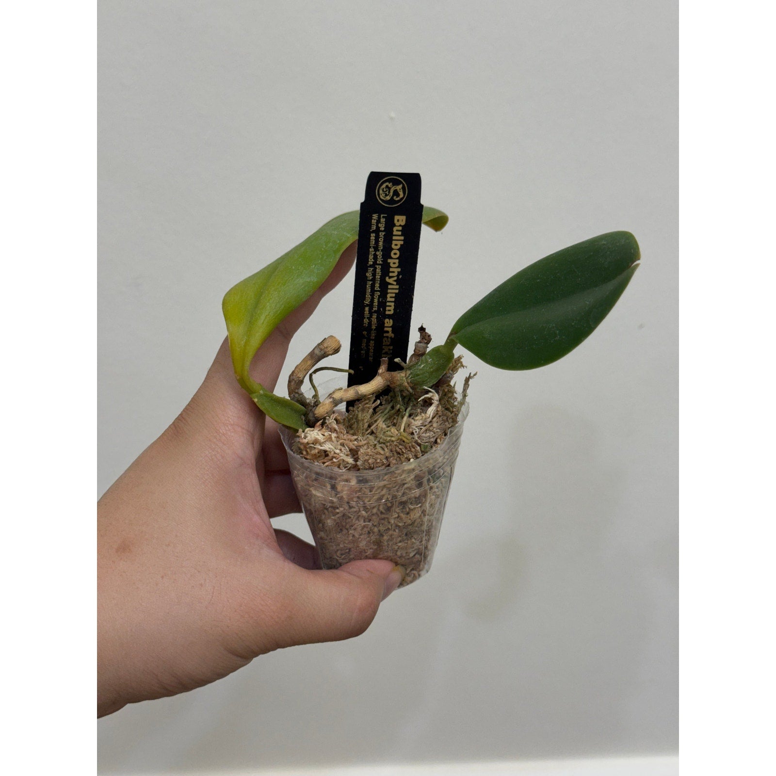 Bulbophyllum arfakianum Rare collector orchid blooming size