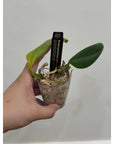Bulbophyllum arfakianum Rare collector orchid blooming size