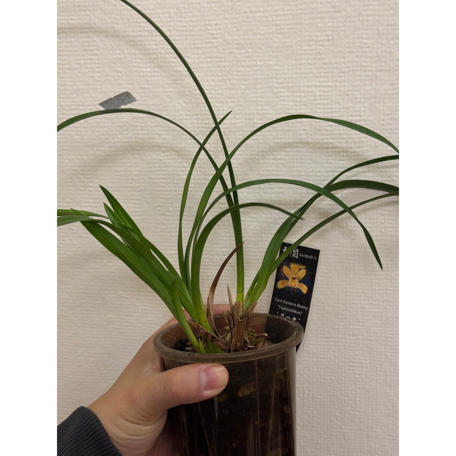 Cymbidium Eastern Bunny 'Tsukinohikari' Rare collector orchid blooming size