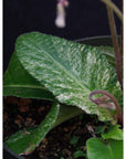 Streptocarpus variegated | Year-Round Blooms | African Violet-Like SEED STUDIO®