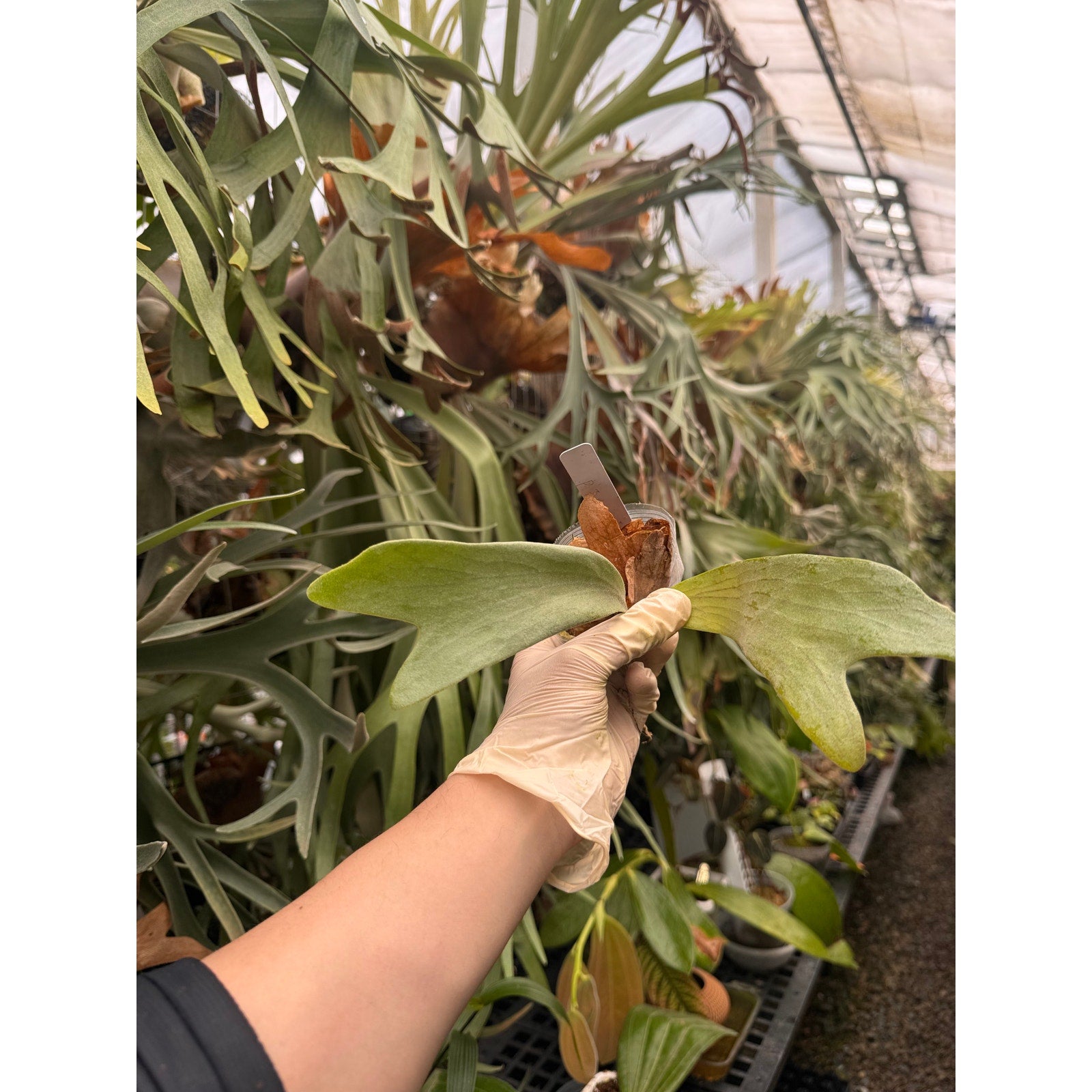 tropical plants from seed Platycerium Full Moon RARE tropical plants US Seller SEED STUDIO®