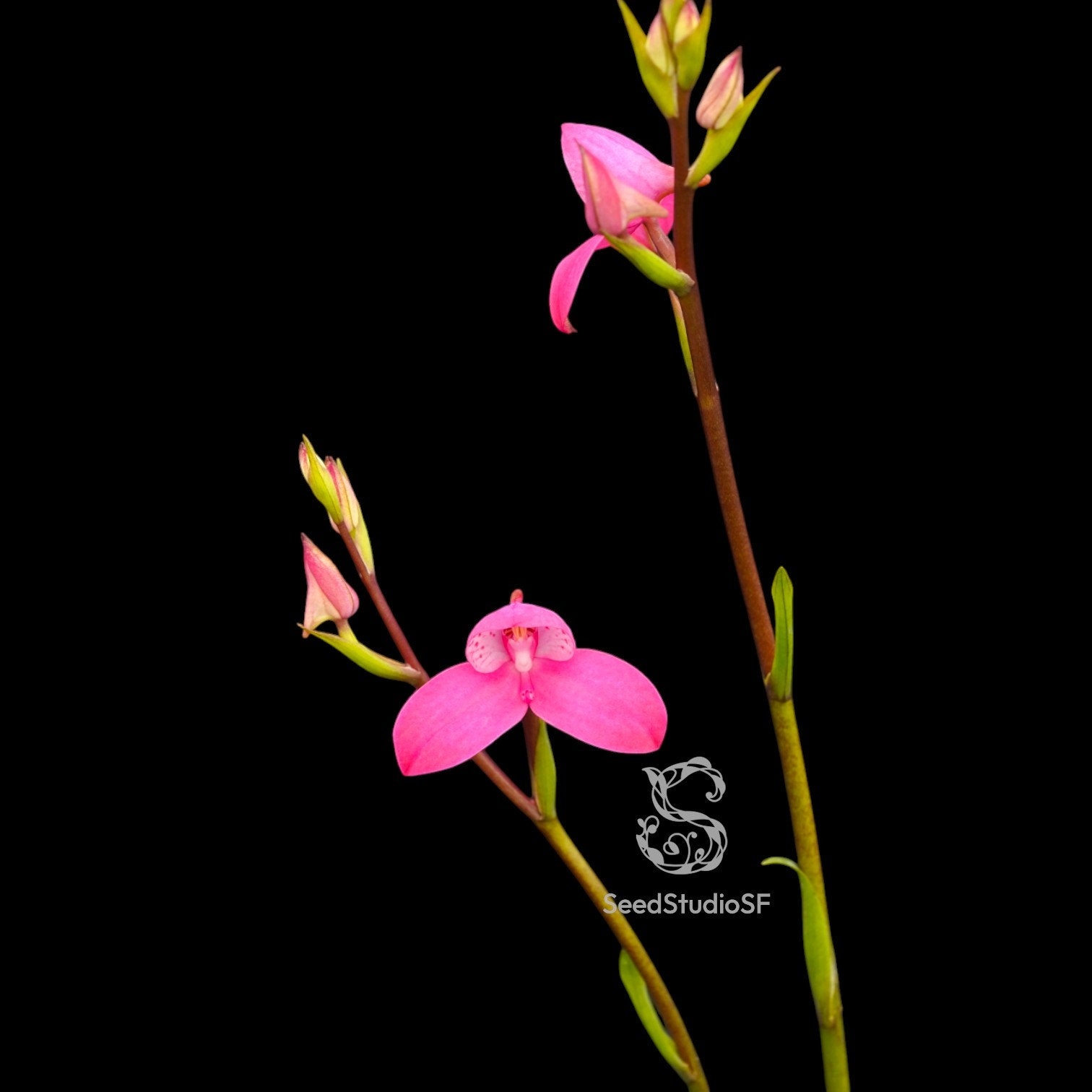 Disa Kewensis RARE Collector Orchid – SEED STUDIO COLLECTIONS