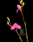Disa Kewensis RARE Collector Orchid
