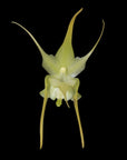 Aeranthes grandiflora fragrant Rare collector orchid