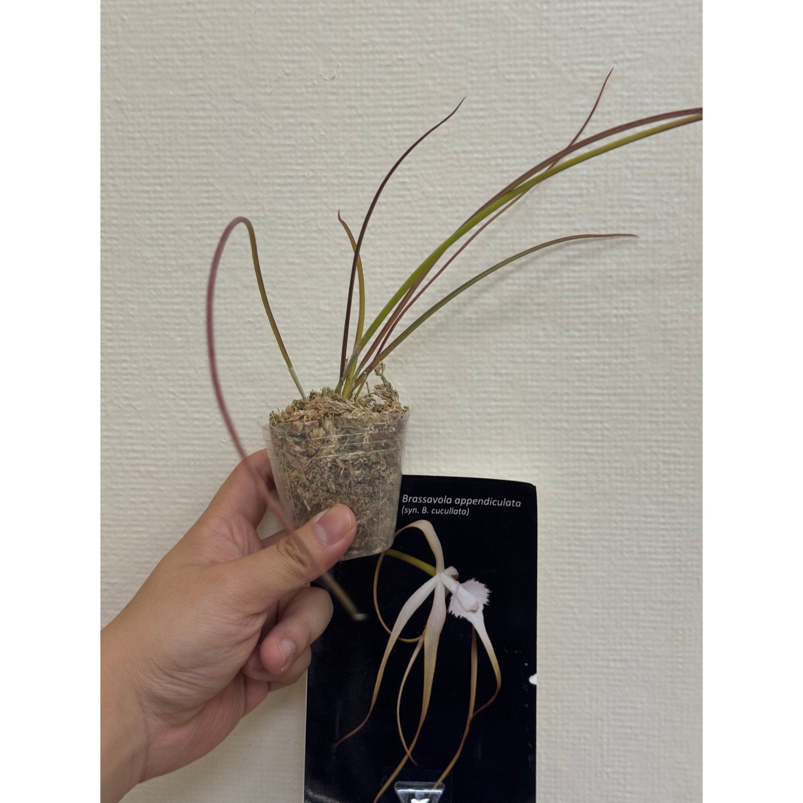 Brassavola appendiculata Fragrant Rare collector orchid blooming size