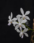Phalaenopsis wilsonii var. albescens self