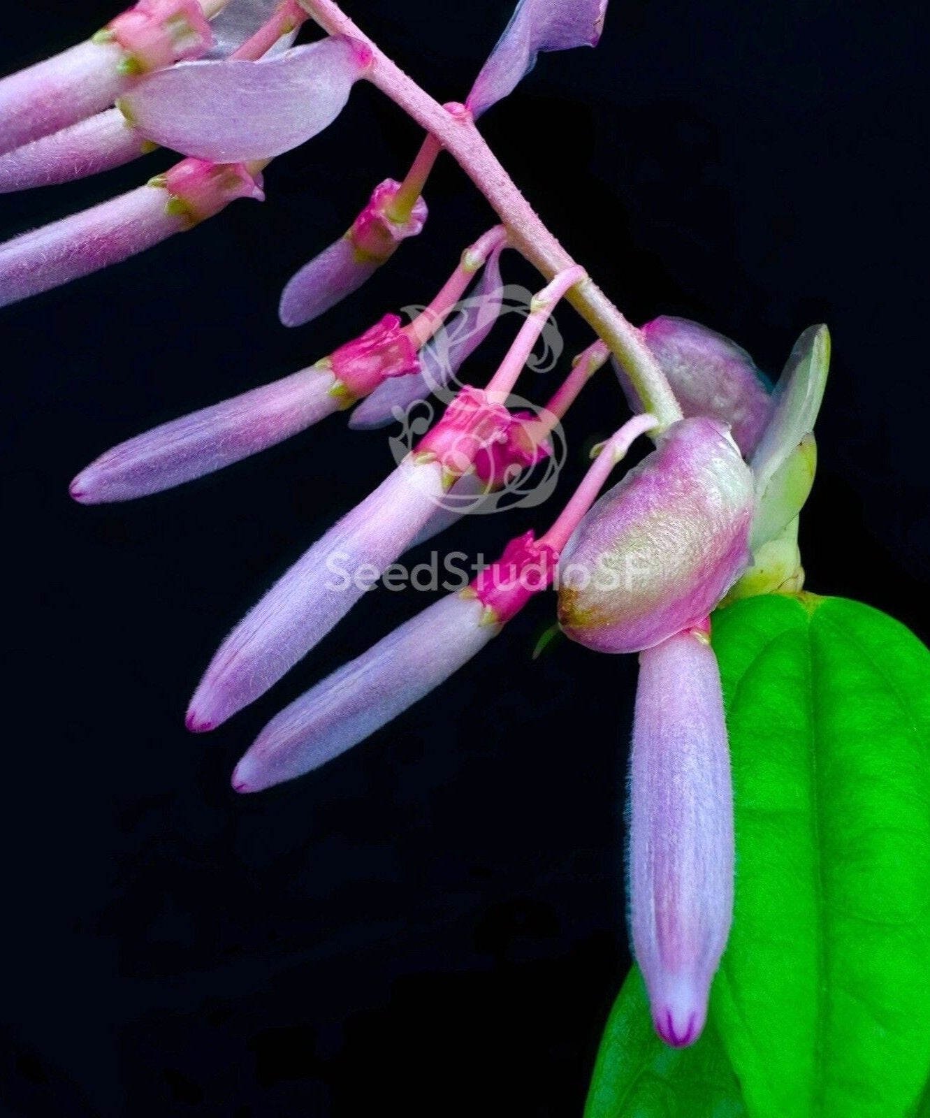 Cavendishia melastomoides neotropical blueberry rare plants rooted cutting