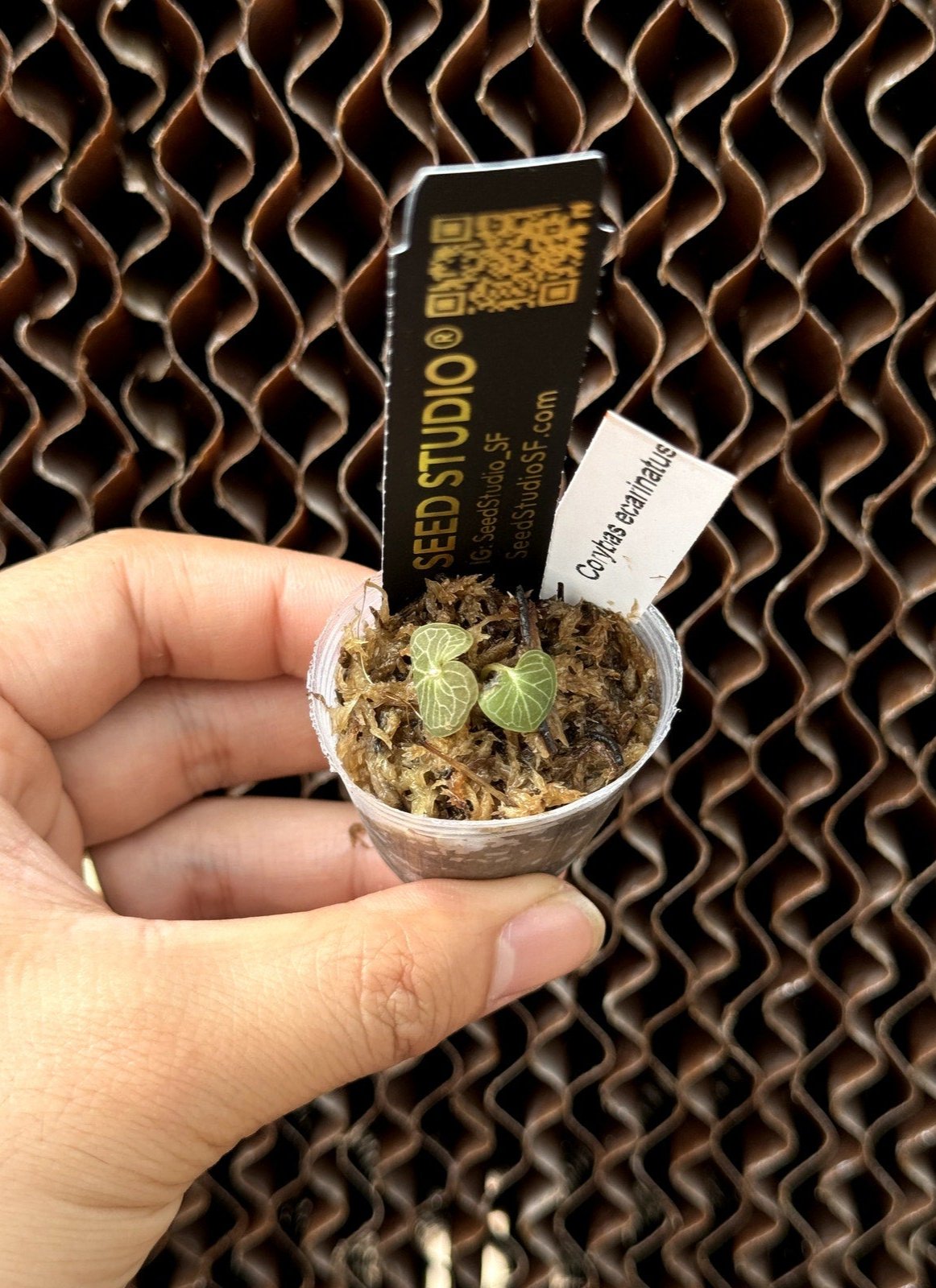 Corybas ecarinatus rare miniature terrarium orchid