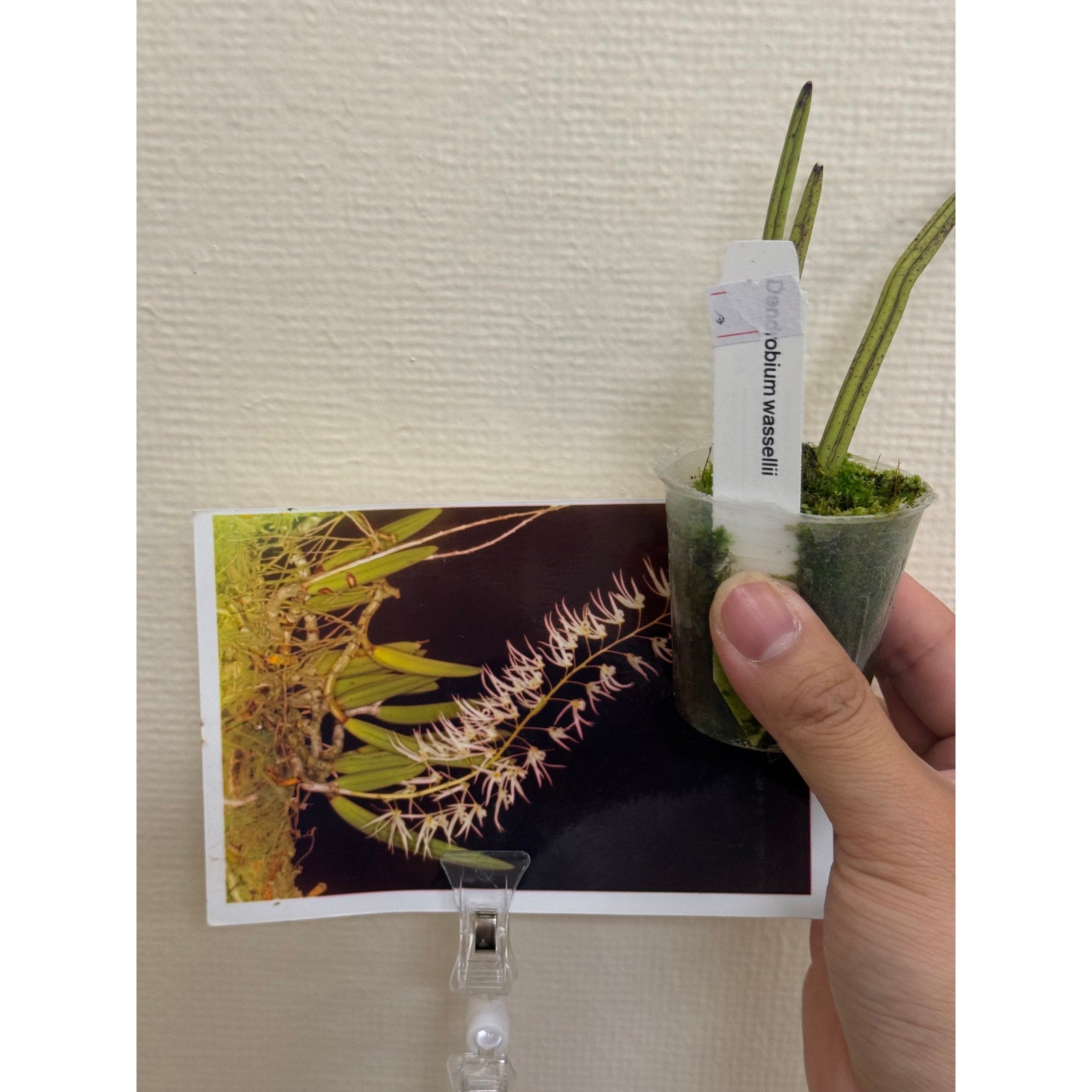 Dendrobium wassellii Rare collector orchid blooming size