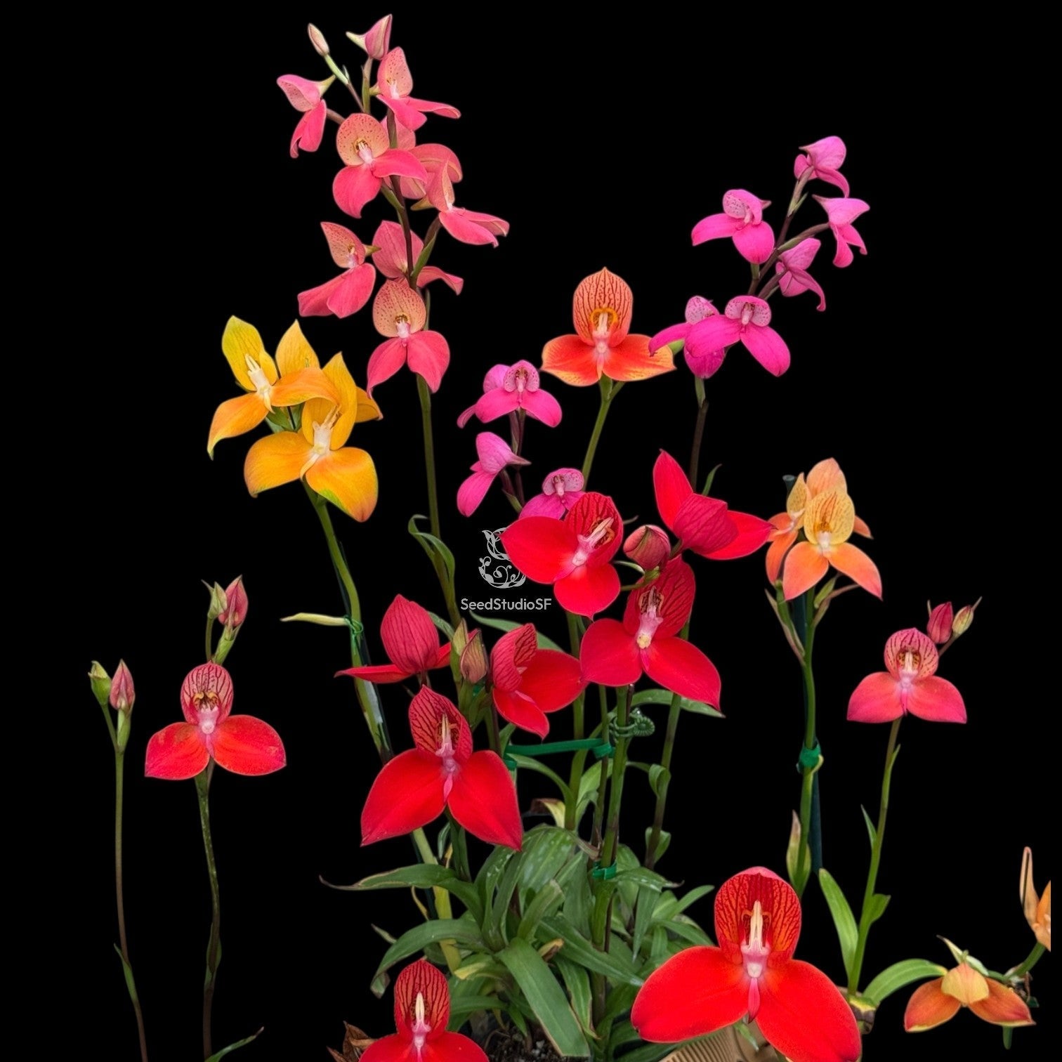 All About Disa Orchids – Growing & Care Guide [Seed Studio]