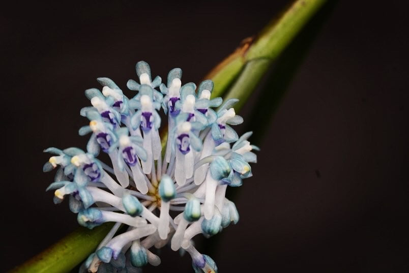 Orchid Collection – Page 5 – SEED STUDIO COLLECTIONS